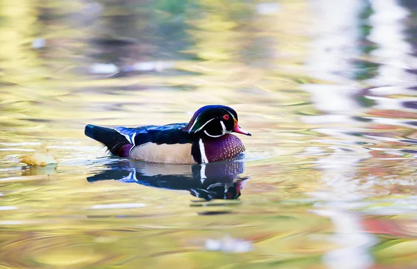 Pato de madera de carolina — Foto de Stock