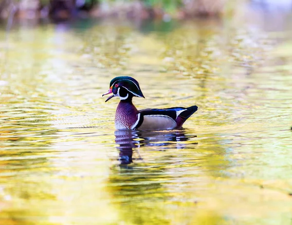 Pato de madera de carolina — Foto de Stock