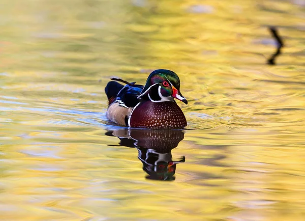 Pato de madera de carolina — Foto de Stock