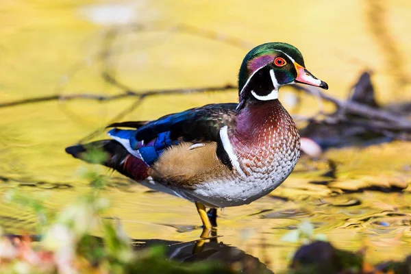 Pato de madera de carolina — Foto de Stock