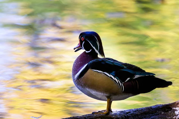 Carolina-Ente — Stockfoto