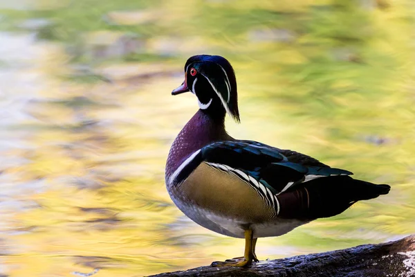 Pato de madera de carolina — Foto de Stock