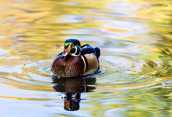 Carolina wood Duck