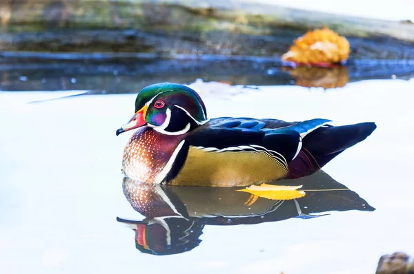 Pato de madera de carolina — Foto de Stock