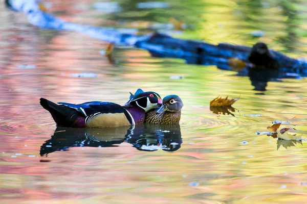 Canard de bois de Caroline — Photo