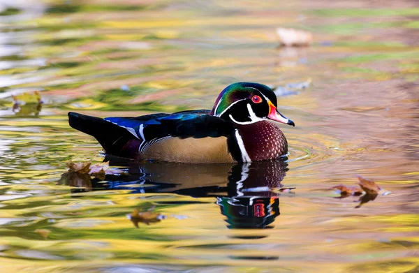 Pato de madera de carolina — Foto de Stock