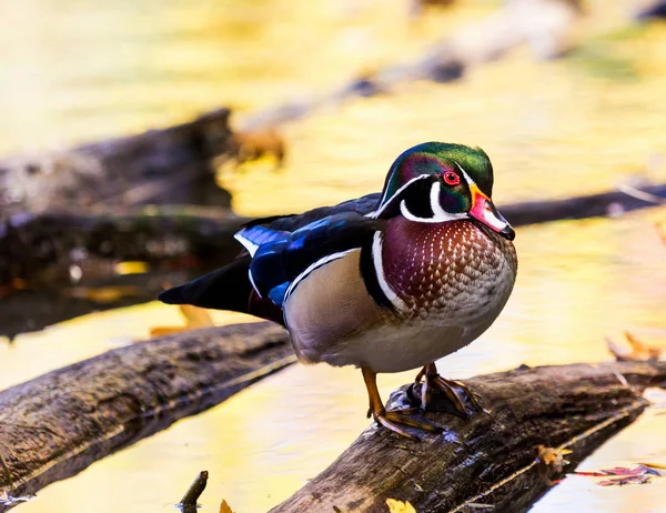 Carolina wood Duck