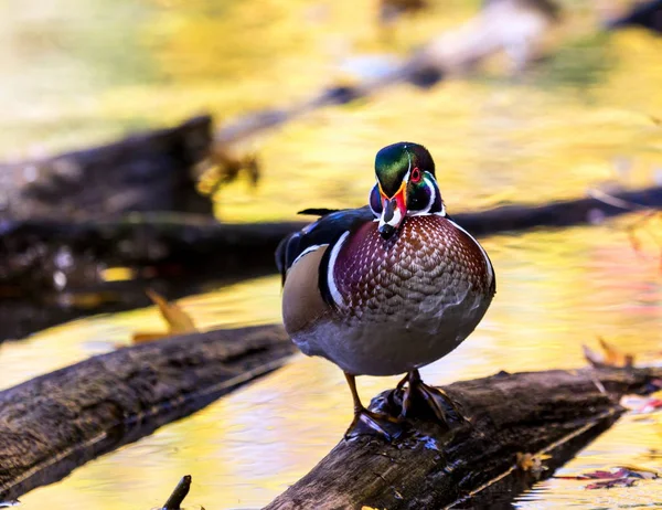 Carolina-Ente — Stockfoto