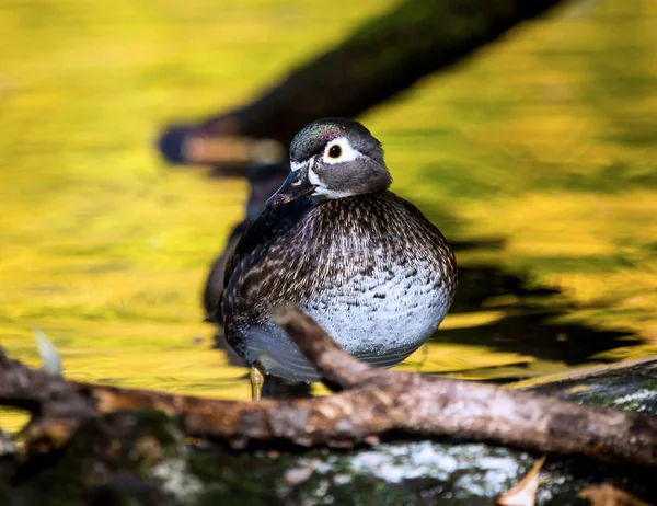 Carolina wood Duck