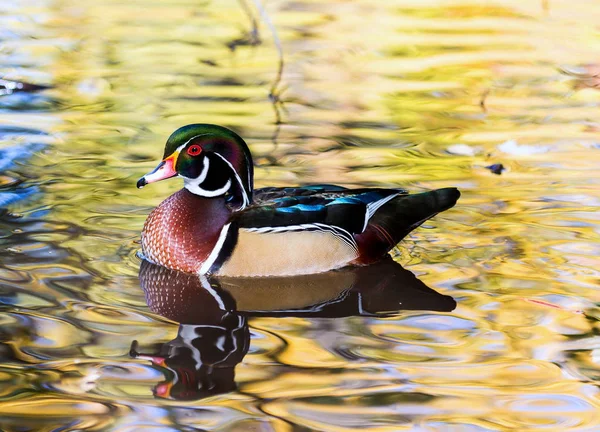 Pato de madera de carolina — Foto de Stock