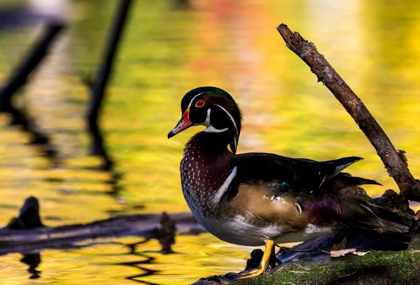 Pato de madera de carolina — Foto de Stock