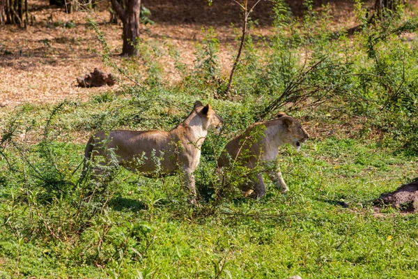 Asiatischer Löwe Indien. — Stockfoto