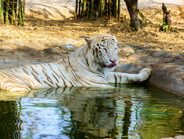 White Tiger India.