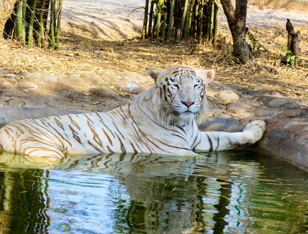 White Tiger India.