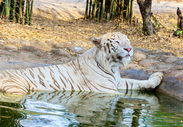 White Tiger India.