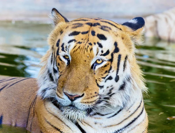 Tiger ruhen in Indien. — Stockfoto