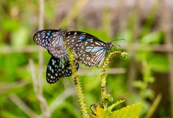 Tigre Azul Uma Borboleta Encontrada Índia Seja Grupo Danaid Família — Fotografia de Stock