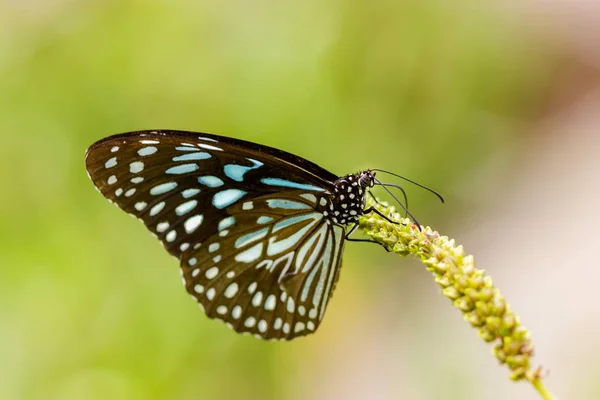 Blue Tiger Fjäril Som Finns Indien Det Vill Säga Dansgruppen — Stockfoto