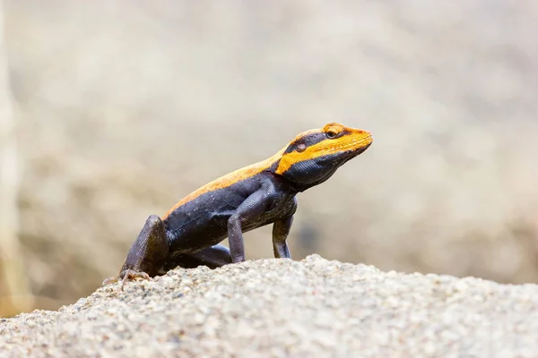 半岛的岩石蜥蜴或南印度 rocak 鬣蜥. — 图库照片