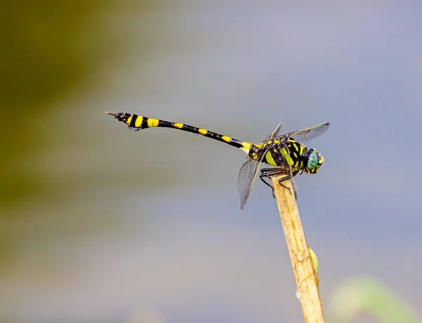 Dragonfly con anelli d'oro . — Foto Stock