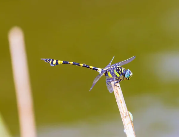 Goldberingte Libelle. — Stockfoto