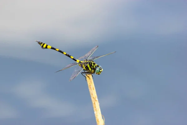 金色的环状的蜻蜓 — 图库照片