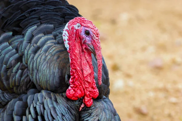 North American Turkey.