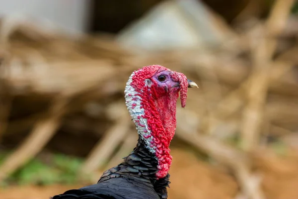 Turquía norteamericana . — Foto de Stock