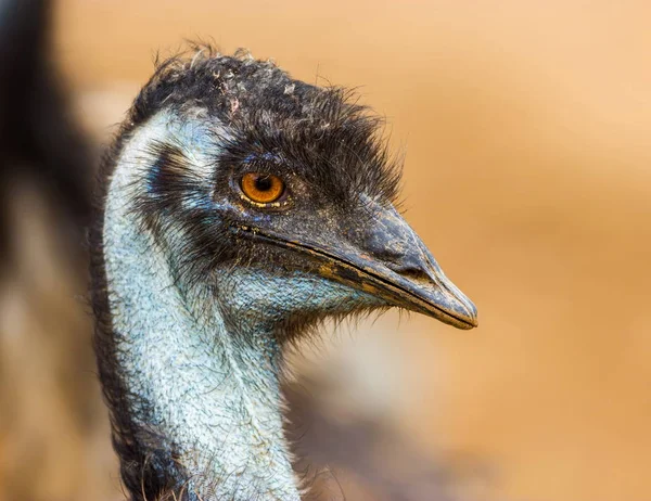 Emu close up.