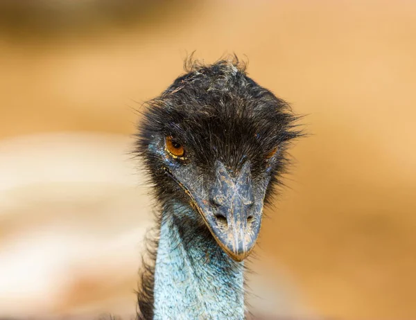 Emu close . — Fotografia de Stock