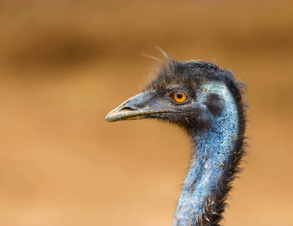 Emu aus nächster Nähe. — Stockfoto