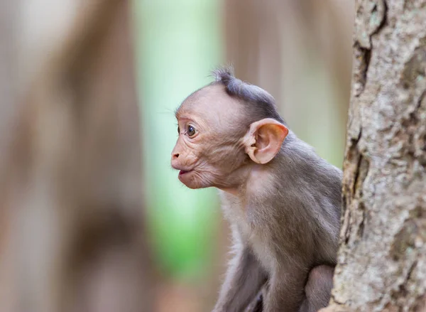 Haubenmakaken in Indien. — Stockfoto