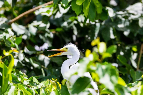 The cattle egret is a cosmopolitan species of heron found in the tropics, subtropics and warm temperate zones. Two subspecies, the western cattle egret and the eastern cattle egret.