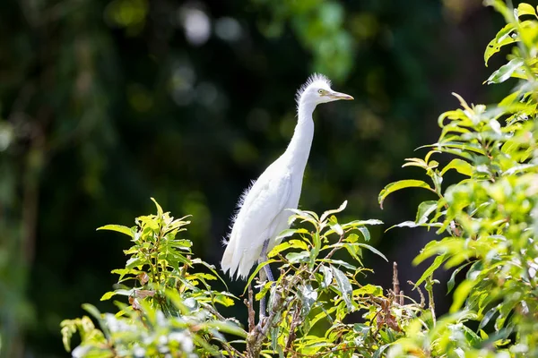 The cattle egret is a cosmopolitan species of heron found in the tropics, subtropics and warm temperate zones. Two subspecies, the western cattle egret and the eastern cattle egret.