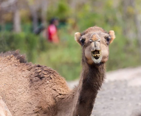 Camel roi du désert . — Photo