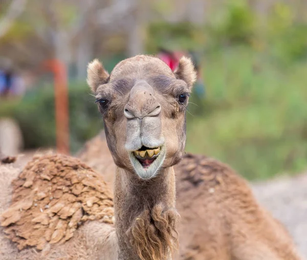 Camel roi du désert . — Photo