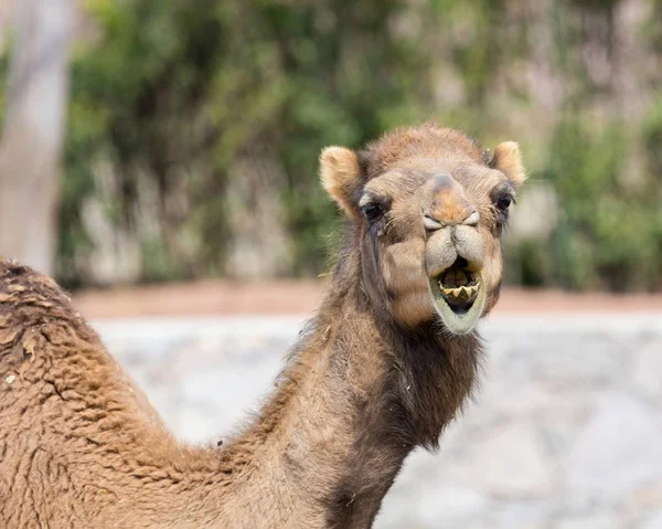 Camello rey del desierto . — Foto de Stock