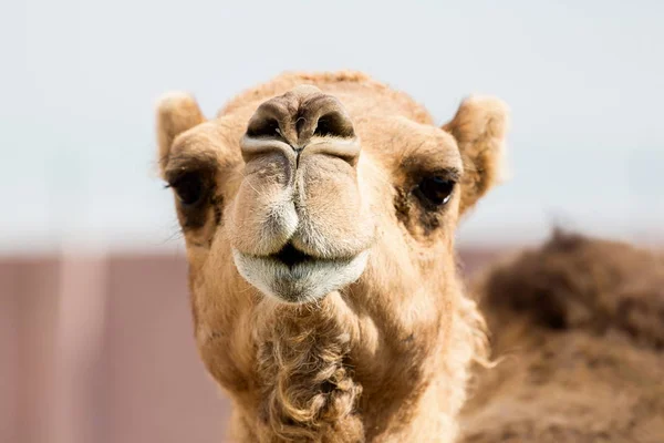 Kamelkönig der Wüste. — Stockfoto