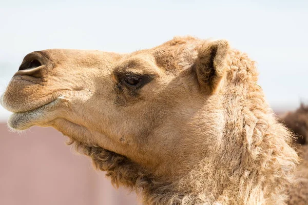 depositphotos_137793848-stock-photo-camel-king-of-the-desert.jpg