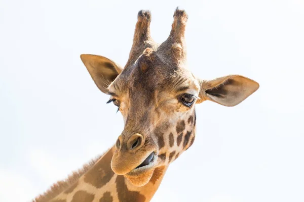 A síkság-afrikai zsiráf. — Stock Fotó