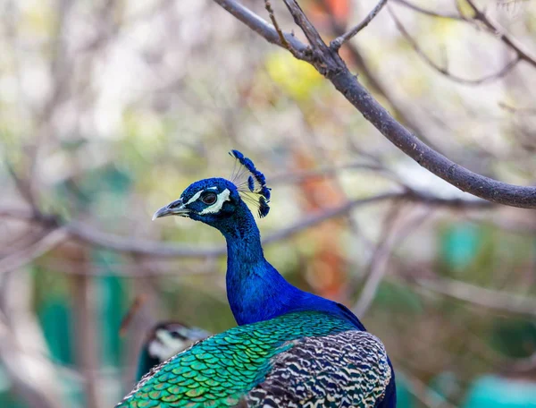 Pfau oder indischer Pfauenauge. — Stockfoto