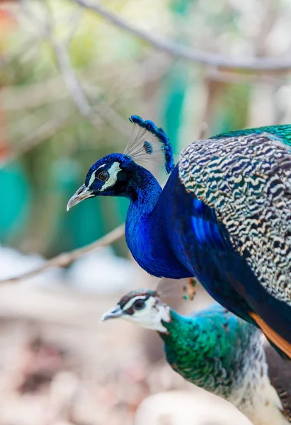 Peacock or Indian Peafowl. — Stock Photo, Image