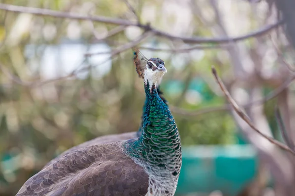 Peacock or Indian Peafowl.