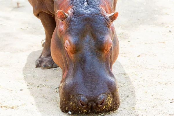 Nijlpaard of hippo. — Stockfoto