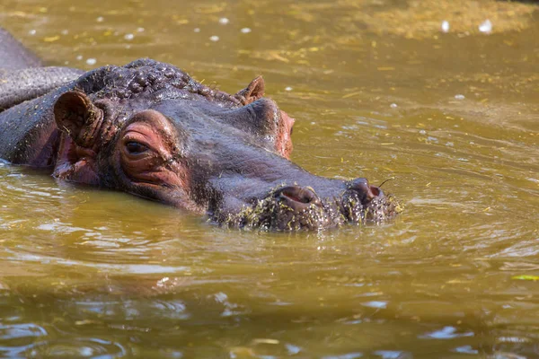 Flodhäst eller hippo. — Stockfoto