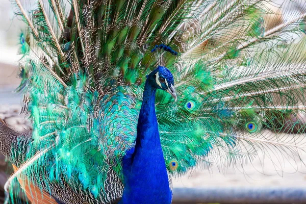 Peacock or Indian Peafowl.