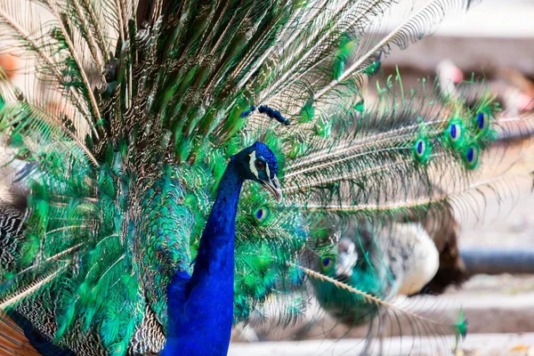 Pfau oder indischer Pfauenauge. — Stockfoto