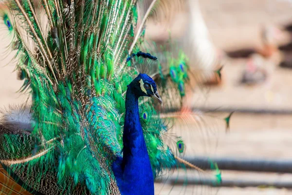 Pfau oder indischer Pfauenauge. — Stockfoto