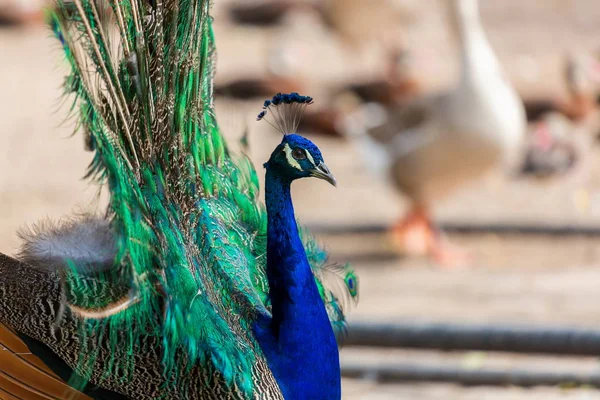 Pfau oder indischer Pfauenauge. — Stockfoto