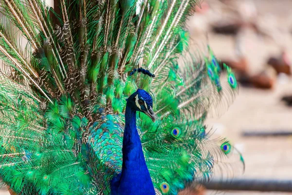 Pfau oder indischer Pfauenauge. — Stockfoto